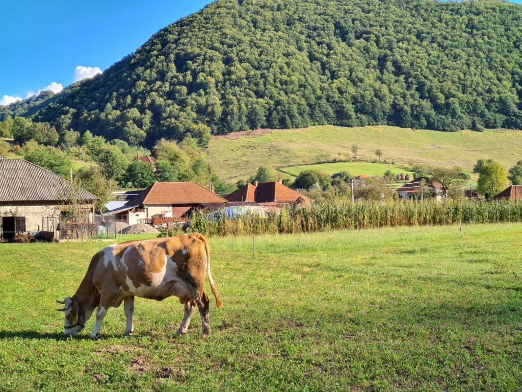 Casute Zavoi Bulz Villa Dış mekan fotoğraf