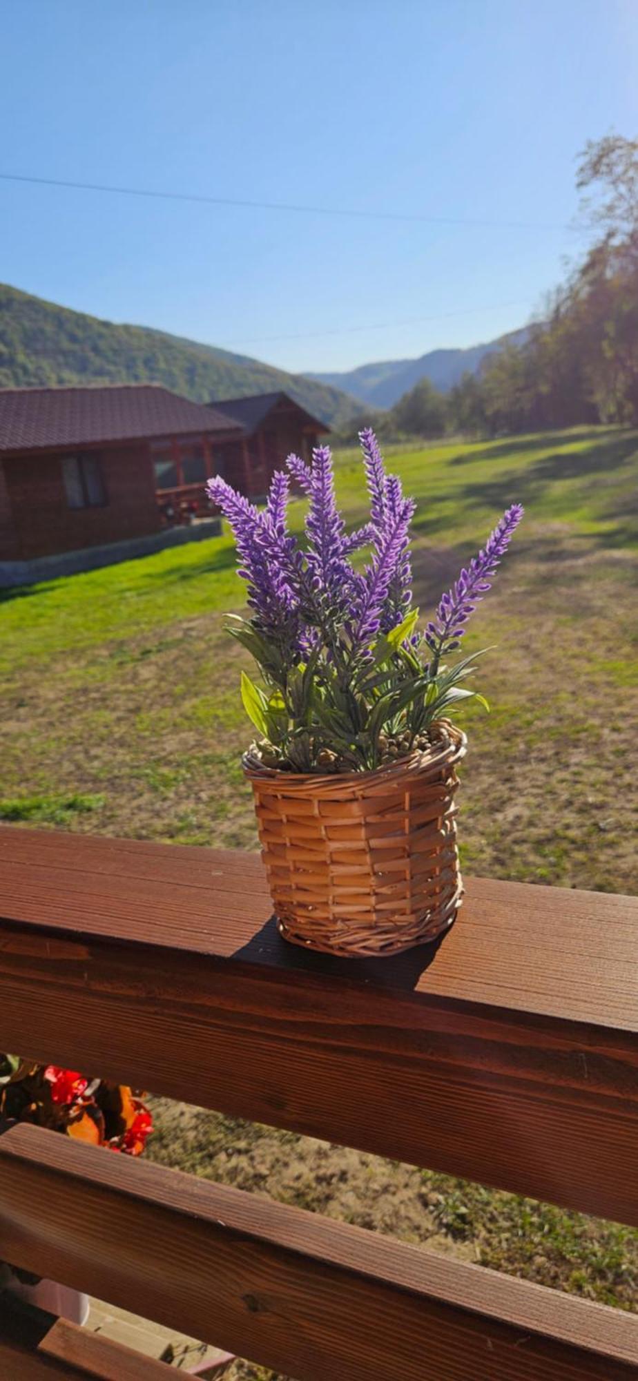 Casute Zavoi Bulz Villa Dış mekan fotoğraf